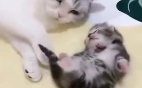Mother Cat Comforts Kitten Having Nightmare