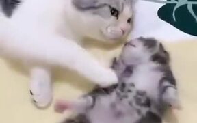Mother Cat Comforts Kitten Having Nightmare