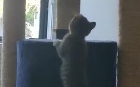 Little Kitty Vs Big Cat - Animals - VIDEOTIME.COM