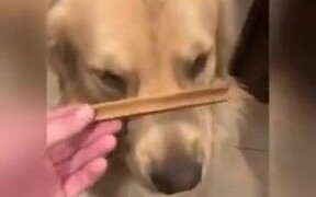 Doggo Balances Treat On Snoot - Animals - VIDEOTIME.COM