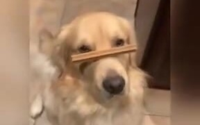 Doggo Balances Treat On Snoot