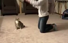 Cats Attack First, Ask Questions Later - Animals - VIDEOTIME.COM