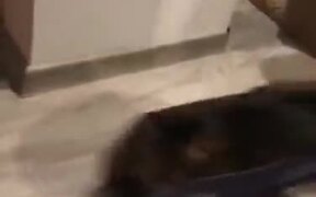Catto Loves Being Slid Around - Animals - VIDEOTIME.COM