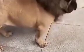 Funny Dog Video