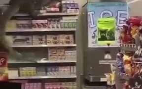 Godzilla Paid A Visit To The Grocery Store - Animals - VIDEOTIME.COM