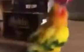 The Energizer Birdy - Animals - VIDEOTIME.COM