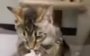 Shelter Kittens Fight To Be Chosen First