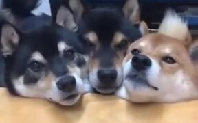 Three Cerberus Doge Does The Mlem - Animals - VIDEOTIME.COM
