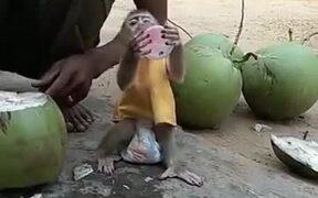 Cutest Monkey Ever - Animals - VIDEOTIME.COM