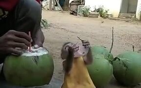Cutest Monkey Ever - Animals - VIDEOTIME.COM