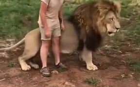 Walking Alongside The King Of The Jungle - Animals - VIDEOTIME.COM