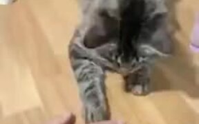 Catto Can Copy Tricks Instantly