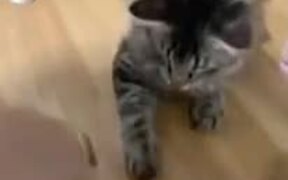Catto Can Copy Tricks Instantly - Animals - VIDEOTIME.COM