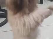 Doggo Does The Shimmy Dance For Treatos - Animals - Y8.COM
