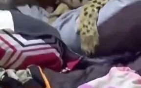 Proof That Cheetahs Are Nothing But Oversized Cats - Animals - VIDEOTIME.COM