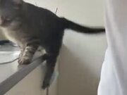 Unmindful Cat Almost Takes A Tumble