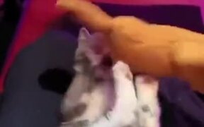 Small Kitten Craves Some Violence