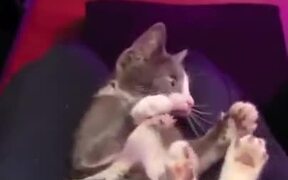 Small Kitten Craves Some Violence - Animals - VIDEOTIME.COM