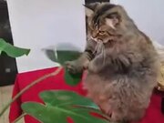 Catto Practices It's Punches On A Leaf