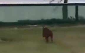 Dogs Jumping Over Fences In Funny Ways