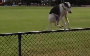 Dogs Jumping Over Fences In Funny Ways