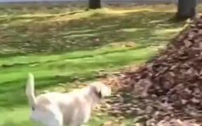 Dogs Jumping Over Fences In Funny Ways - Animals - VIDEOTIME.COM