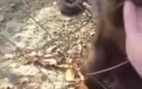 Monkey Pays Person With Some Dried Leaves