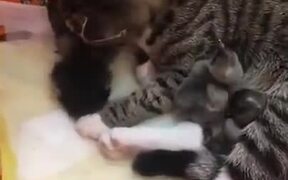 Cat Being Very Gentle To Baby Birds