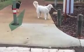 Brother Dog Lends A Helping Jaw - Animals - VIDEOTIME.COM