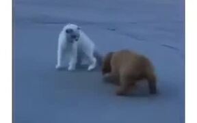 Puppy Is The Best Cat Stalker Ever - Animals - VIDEOTIME.COM