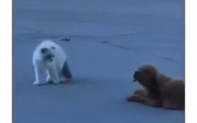 Puppy Is The Best Cat Stalker Ever - Animals - VIDEOTIME.COM