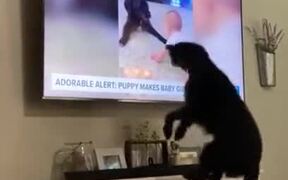 Pooch Gets Very Happy Upon - Animals - VIDEOTIME.COM