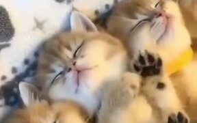 A Whole Bunch Of Cute Sleeping Kittens