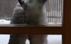 When You Come Home Late.. - Animals - VIDEOTIME.COM