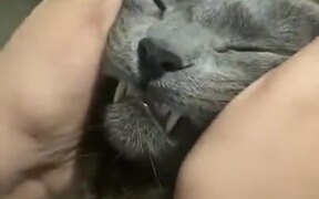 The Cat Absolutely Loves Face Massages