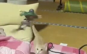  Attack On Titan Vs Cat - Animals - VIDEOTIME.COM