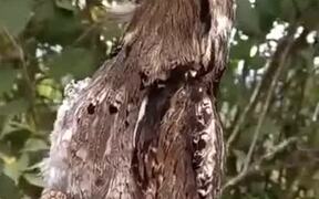 Poking Two Highly Camouflaged Birds