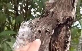Poking Two Highly Camouflaged Birds