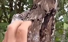 Poking Two Highly Camouflaged Birds - Animals - VIDEOTIME.COM