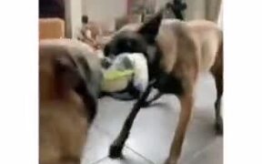 Two Dogs Tugging On A Football 