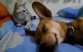 Sleeping Dog's Fart Makes Cat Angry