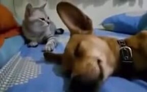 Sleeping Dog's Fart Makes Cat Angry - Animals - VIDEOTIME.COM