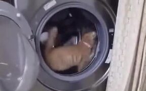 Washing Machine=Treadmill For Cats - Animals - VIDEOTIME.COM