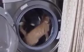 Washing Machine=Treadmill For Cats