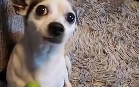 Dog Loses It When Given A Cucumber