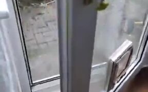 Small Dog Tries To Exact Revenge On Cat, Fails - Animals - VIDEOTIME.COM