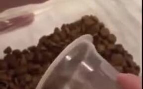 Small Dog Loses Its Mind - Animals - VIDEOTIME.COM