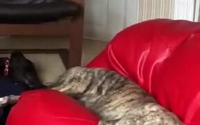 Big Doggo's Wagging Tail Whips The Other Doggo - Animals - VIDEOTIME.COM