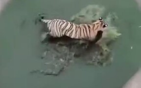 Duck Literally Ducks Around With A Tiger - Animals - VIDEOTIME.COM
