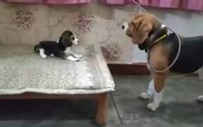 Baby Beagle Has A Cute Conversation With Daddy